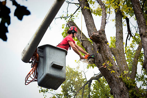 Tree Removal for Businesses in Mi Wuk Village, CA